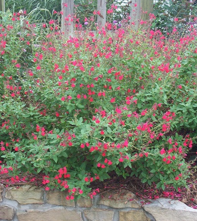 Autumn Sage Maraschino
